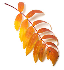 Image showing Autumn rowan leaf