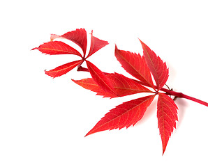 Image showing Red autumn twig of grapes leaves (Parthenocissus quinquefolia fo