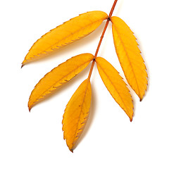 Image showing Yellow rowan leaf 