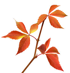 Image showing Autumn branch of grapes leaves