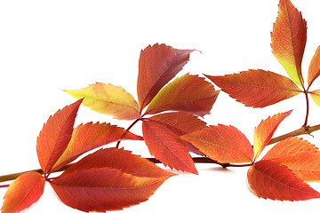 Image showing Autumnal twig of grapes leaves (Parthenocissus quinquefolia foli