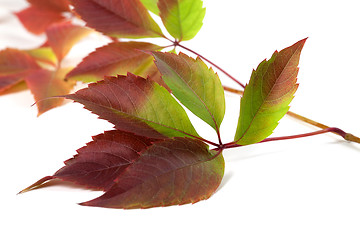 Image showing Multicolor autumn grapes leaves (Parthenocissus quinquefolia fol