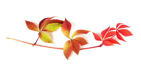 Image showing Multicolor autumn branch of grapes leaves (Parthenocissus quinqu