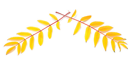 Image showing Yellowed autumn rowan leaves on white background 