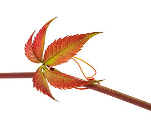 Image showing Multicolor autumn twig of grapes leaves, parthenocissus quinquef