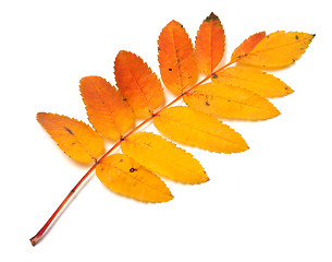 Image showing Autumnal yellowed rowan leaf on white background