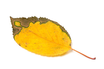 Image showing Multicolor yellowed autumn leaf