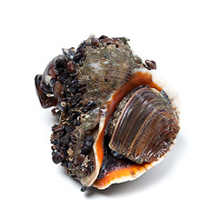 Image showing Veined rapa whelk covered with small mussels