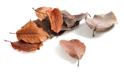 Image showing Autumn dry magnolia leaves on white background