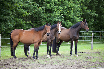 Image showing Three Warmblood Horses on pasture