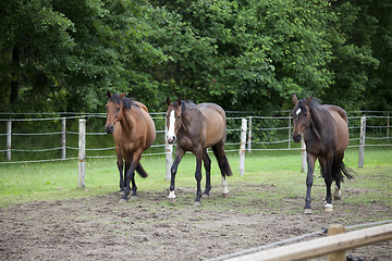 Image showing Three Holsteiner horses