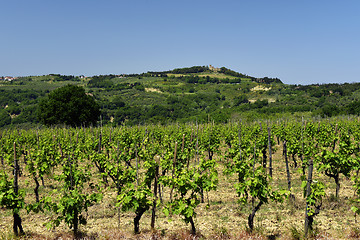 Image showing Spring landscape. Tuscany, Italy