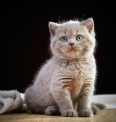 Image showing portrait of british short hair kitten