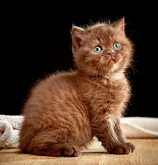 Image showing Brown british kitten