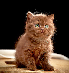 Image showing Brown british kitten