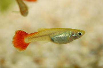 Image showing Guppy   (Poecilia reticulata) 