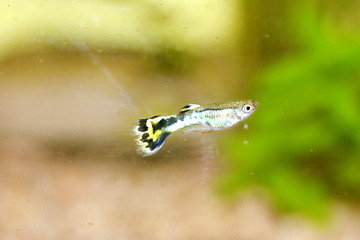 Image showing Guppy   (Poecilia reticulata) 