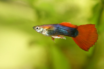 Image showing Guppy   (Poecilia reticulata)