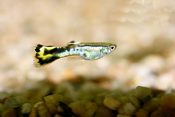 Image showing Guppy   (Poecilia reticulata) 