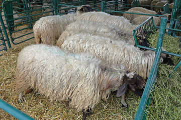 Image showing Sheep