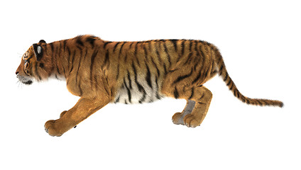 Image showing Tiger