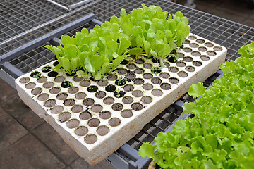 Image showing Salad seedling