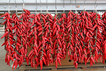 Image showing Red Chili Peppers