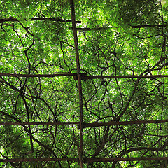 Image showing Vine trellis