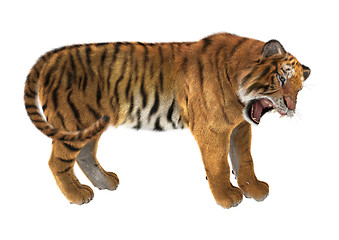 Image showing Tiger