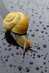 Image showing Snail on dark surface