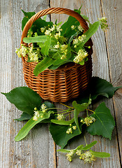 Image showing Linden-Tree Blossom