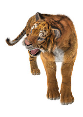 Image showing Tiger