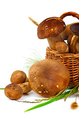 Image showing Boletus Mushrooms