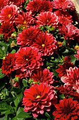 Image showing Red Dahlias