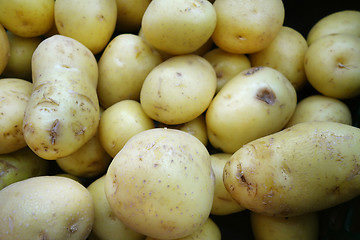 Image showing Fresh organic young potatoes