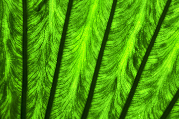 Image showing   leaf and his veins b  macro close up  