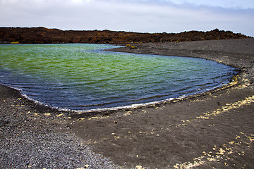 Image showing plant stone  atlantic rock  coastline summer 