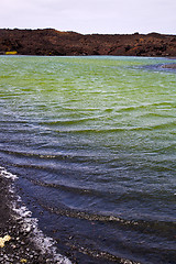 Image showing plant   in el golfo  spain musk pond rock  coastline   summer 