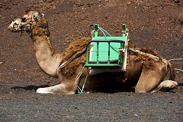 Image showing brown dromedary bite i volcanic timanfaya lanzarote spain africa