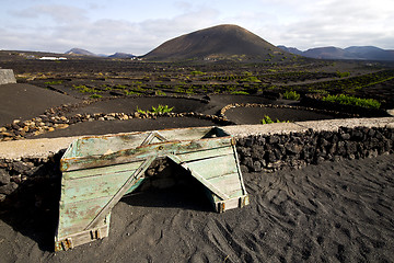 Image showing crops viticulture  winery lanzarote spain la geria  