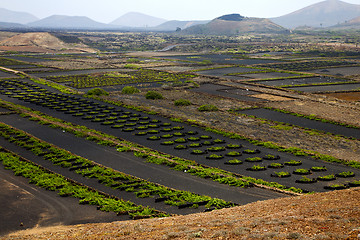 Image showing  cultivation home viticulture  spain lvine screwcrops  barrel