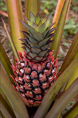 Image showing pineapple in the bush