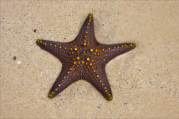 Image showing starfish coastline in the  of zanzibar tanzania