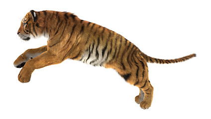 Image showing Tiger