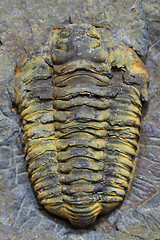 Image showing trilobite fossil as very nice background