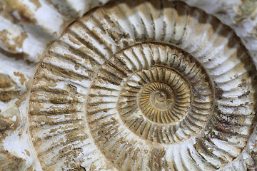 Image showing ammonites fossil background