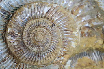 Image showing ammonites fossil background