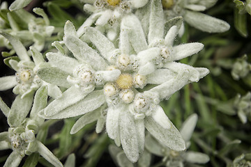 Image showing Edelweiss flower