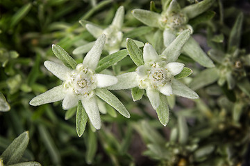 Image showing Edelweiss flower