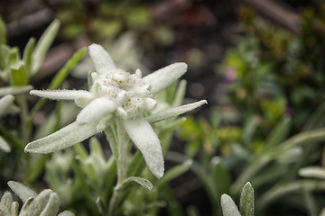 Image showing Edelweiss flower